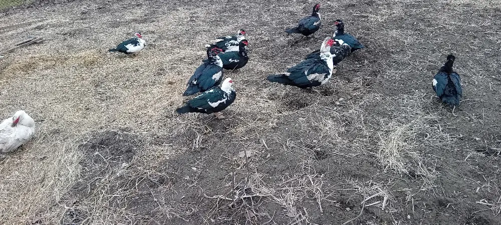 Oua pentu incubat de rață mutâ leșească 