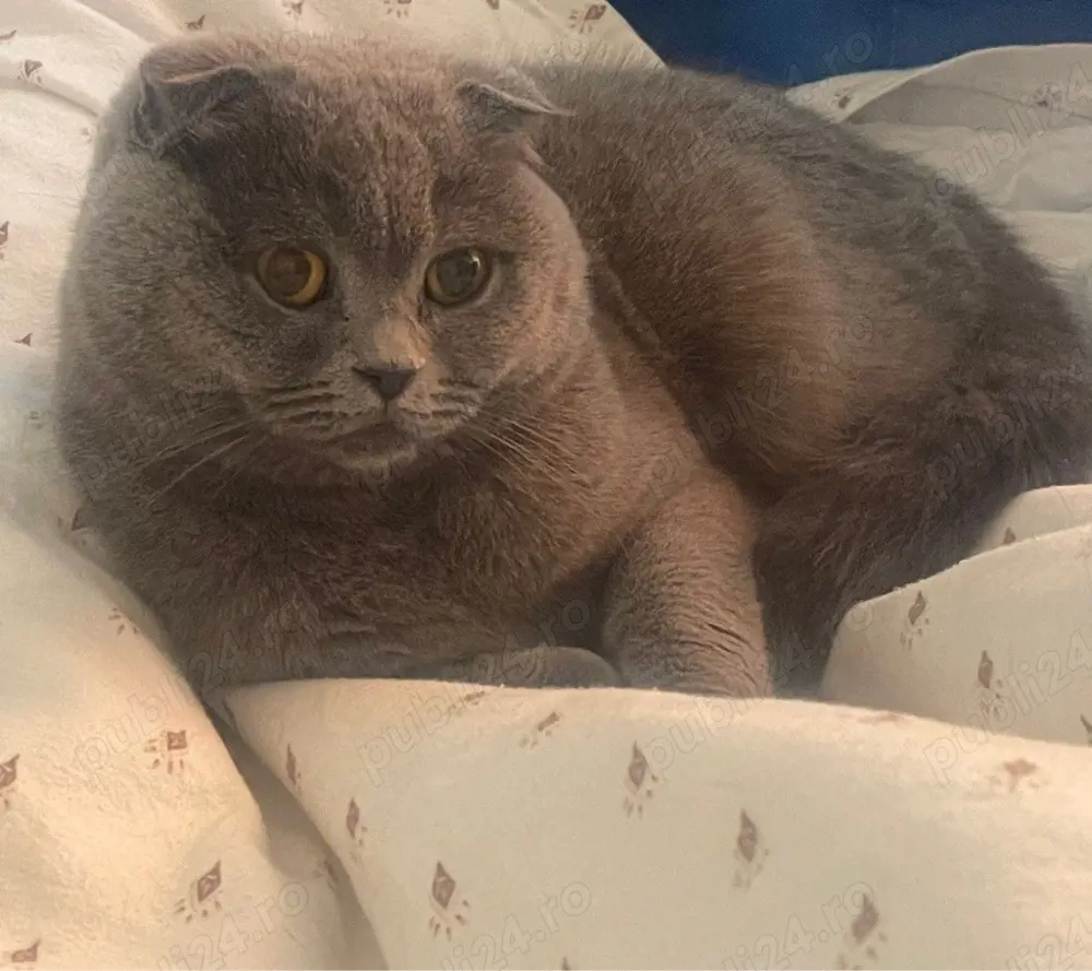 De vanzare pisica Scottish Fold