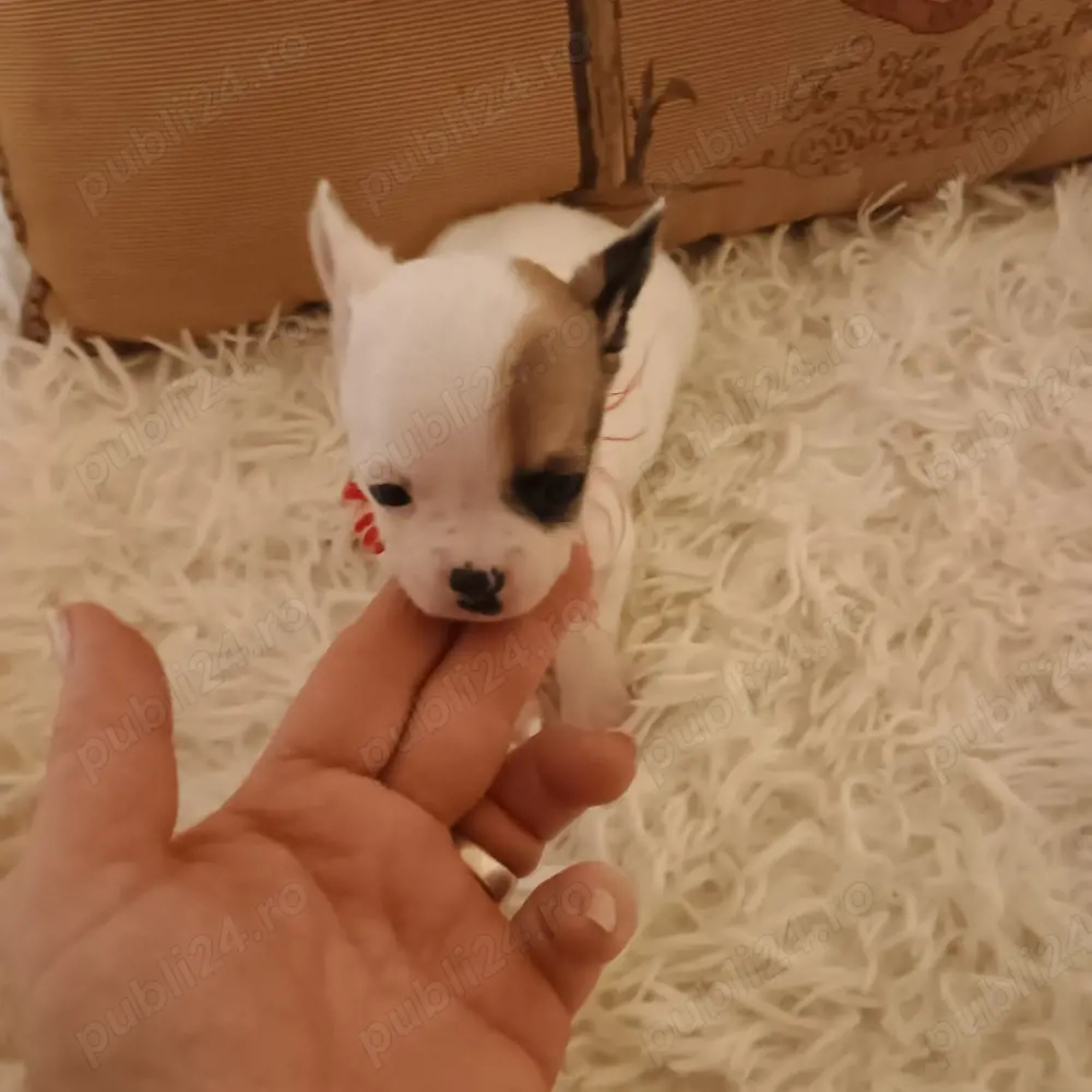 Catelusi Chihuahua Mini Toy