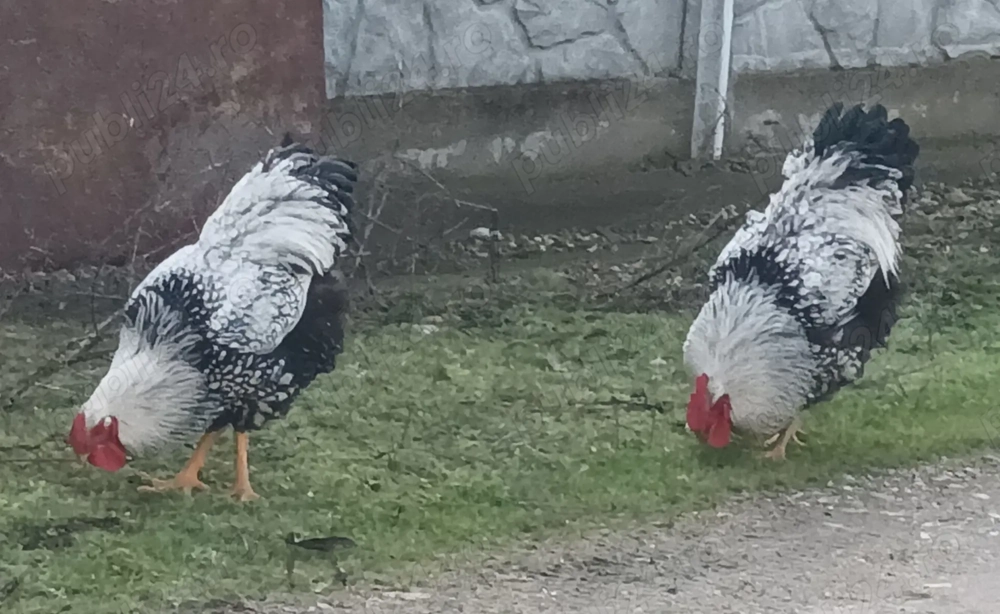 Cocoși Wyandotte și Gâște domestice Italia