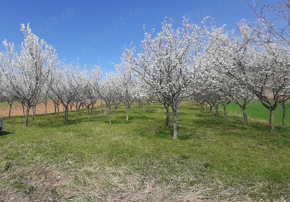 Vand teren cu pomi fructiferi si vita de vie