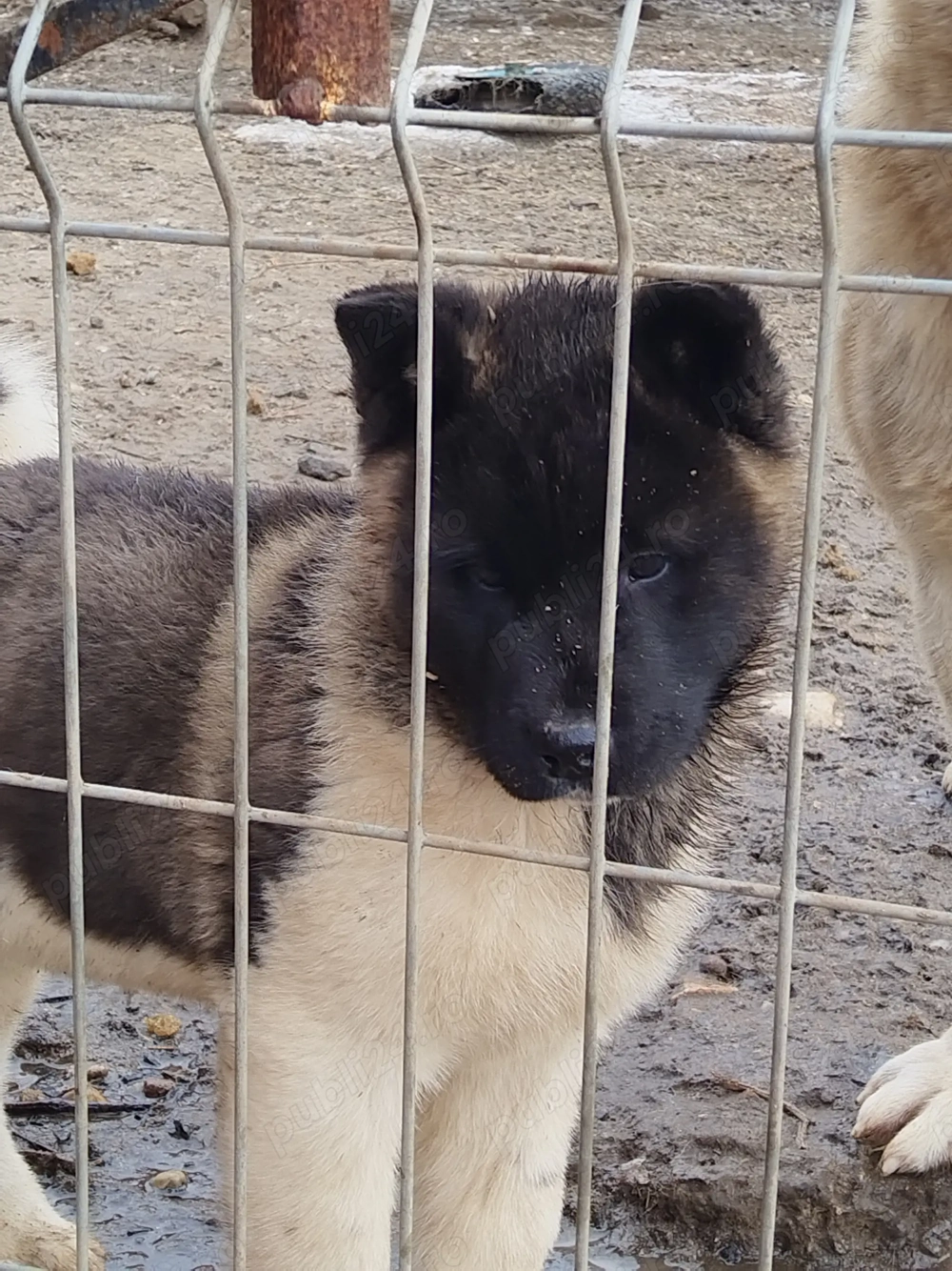 Akita american la oferta azi