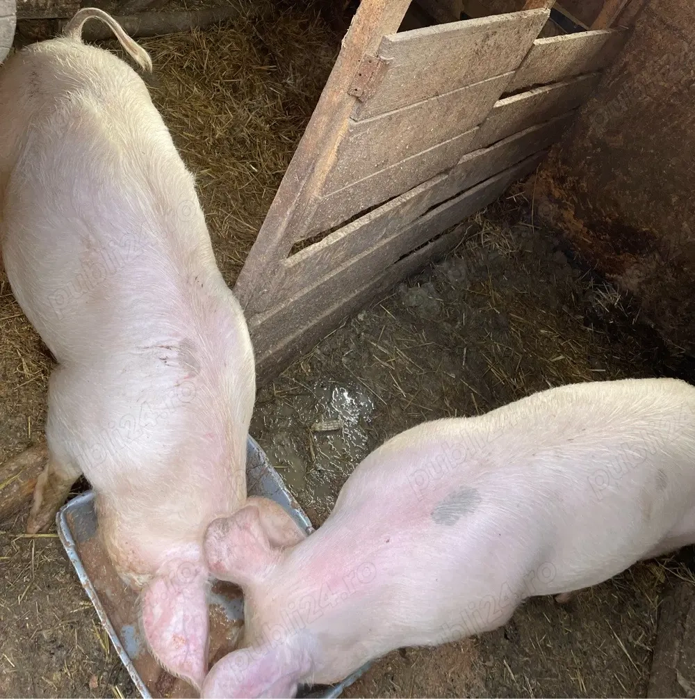 Porci de vânzare!!