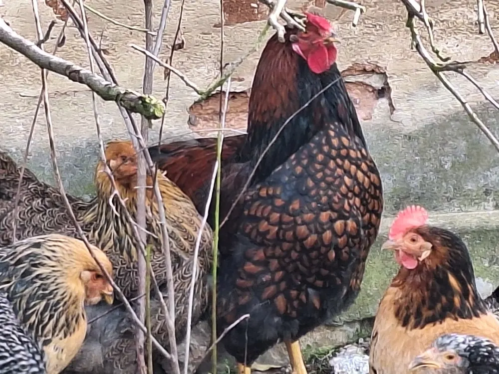 oua de gaina pt incubat