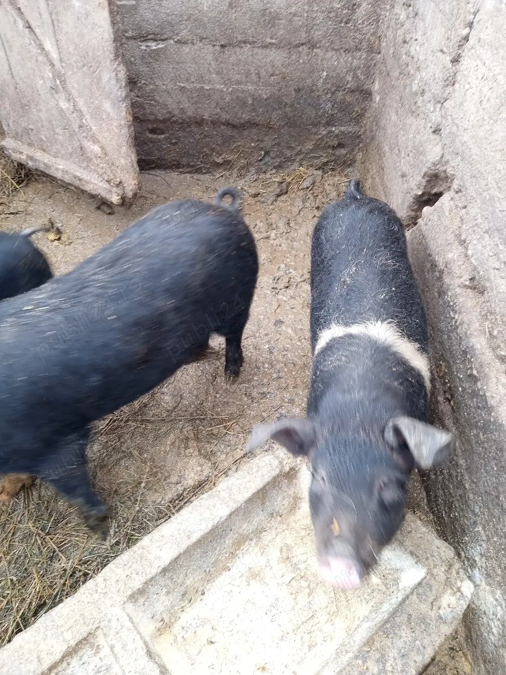 Vând soldani intre 14 si 17 săptămâni 