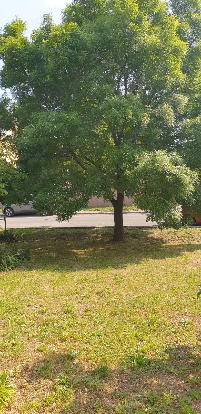 Apartament faleza nord parter 109 m  l