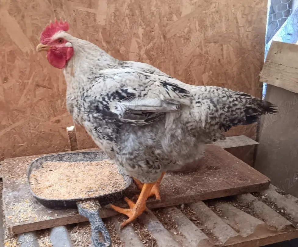 Vand Cocoși Monaco sau schimb cu găini ouătoare tinere 