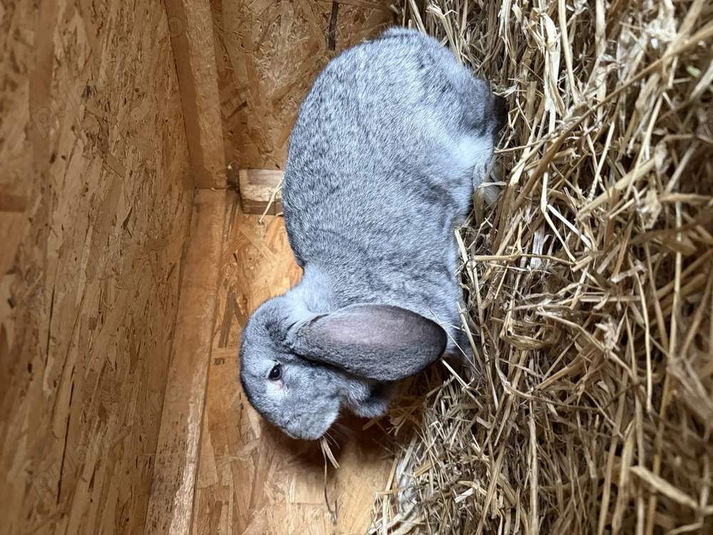 Vând iepuri berbec german 