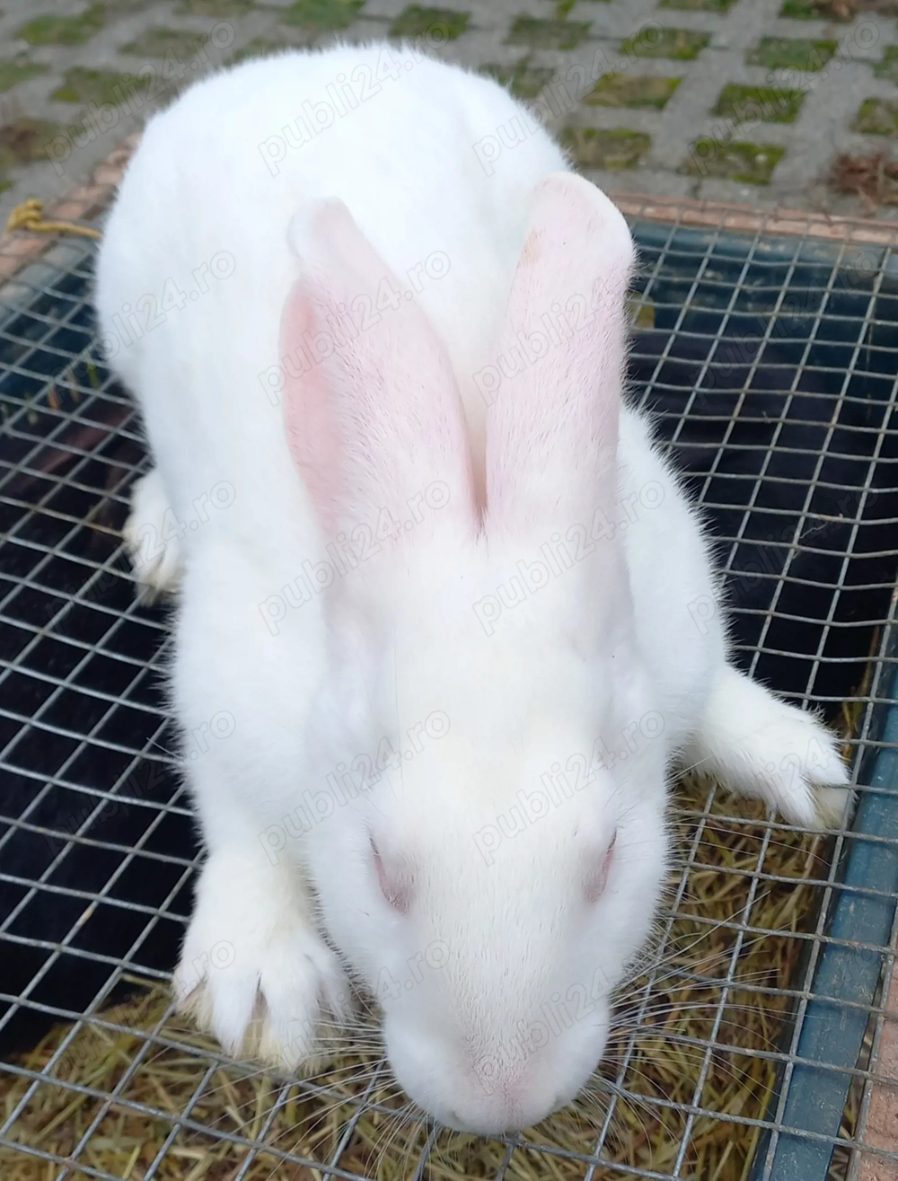 Iepuri de vânzare 