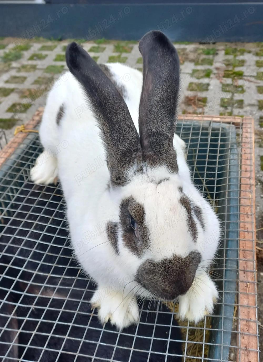 Fluture german de vânzare 