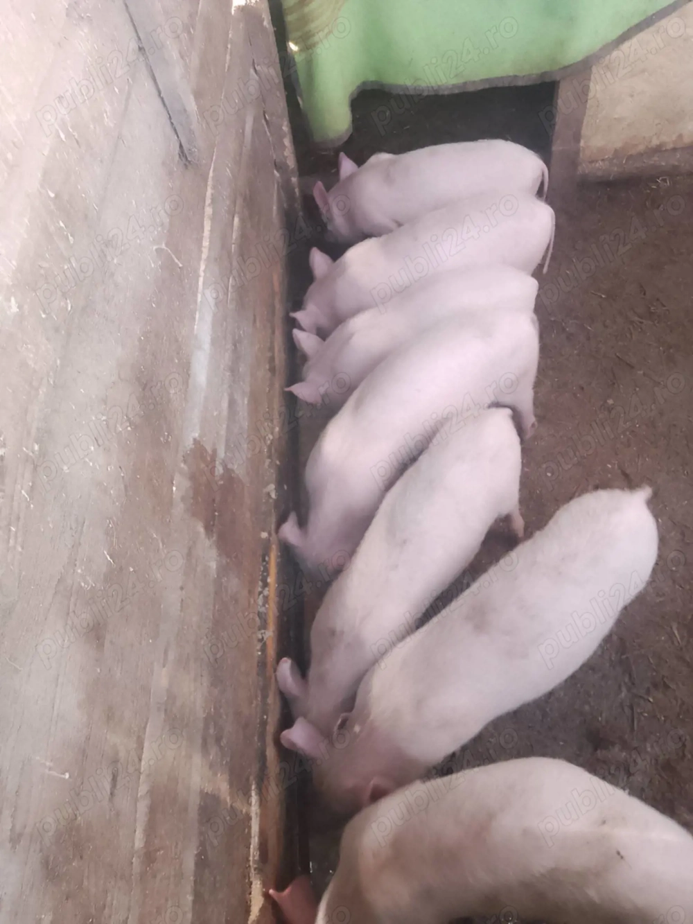 Vând purcei de 12 săptămâni 