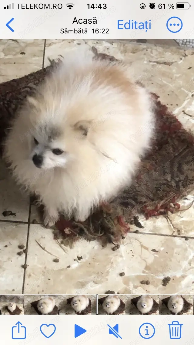 pomeranian mini toy