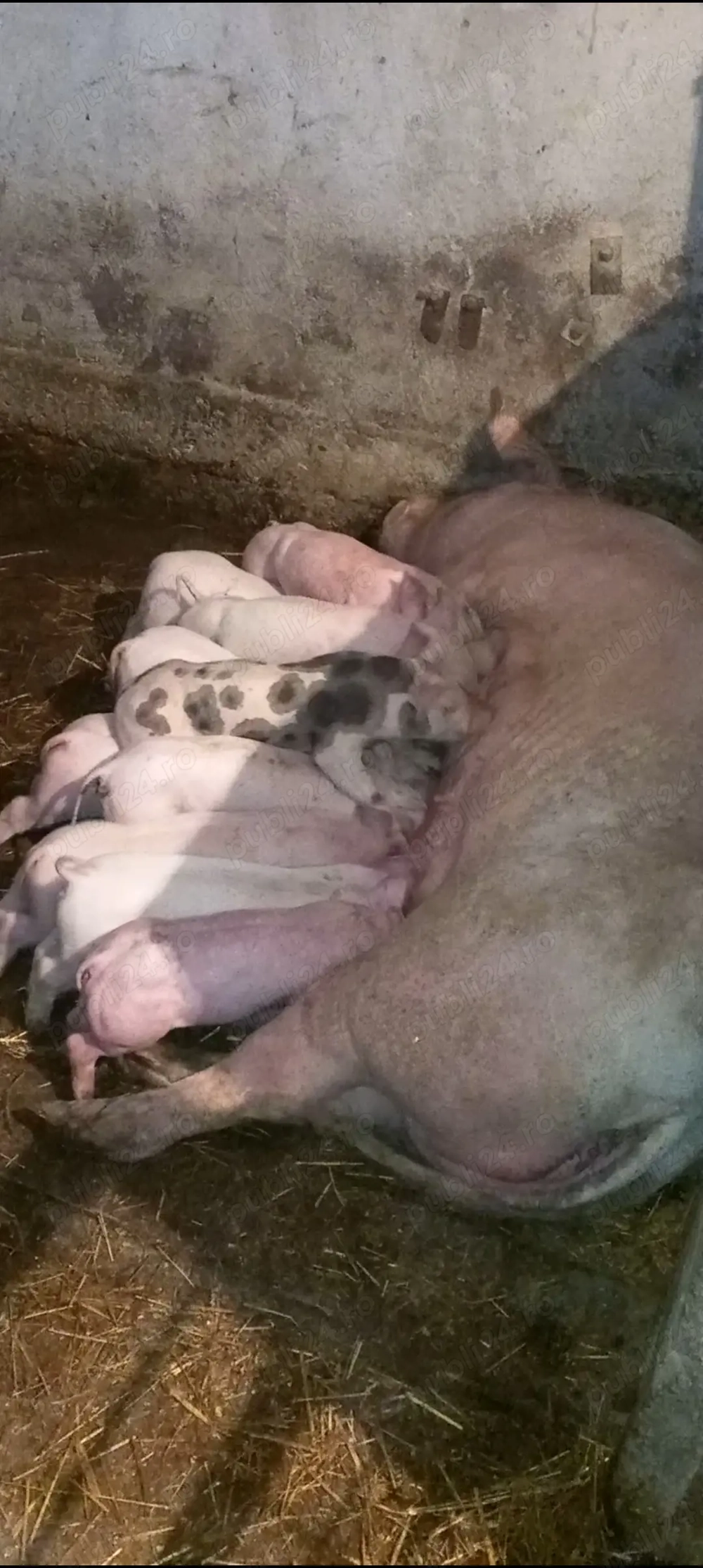 Scroafa cu 10 purcei