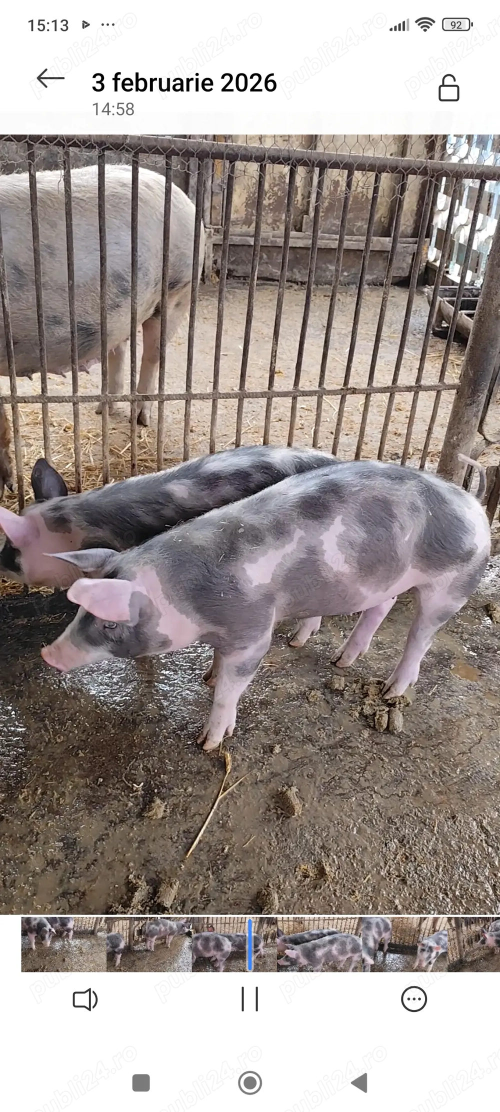 Vând doi purcei 3 luni