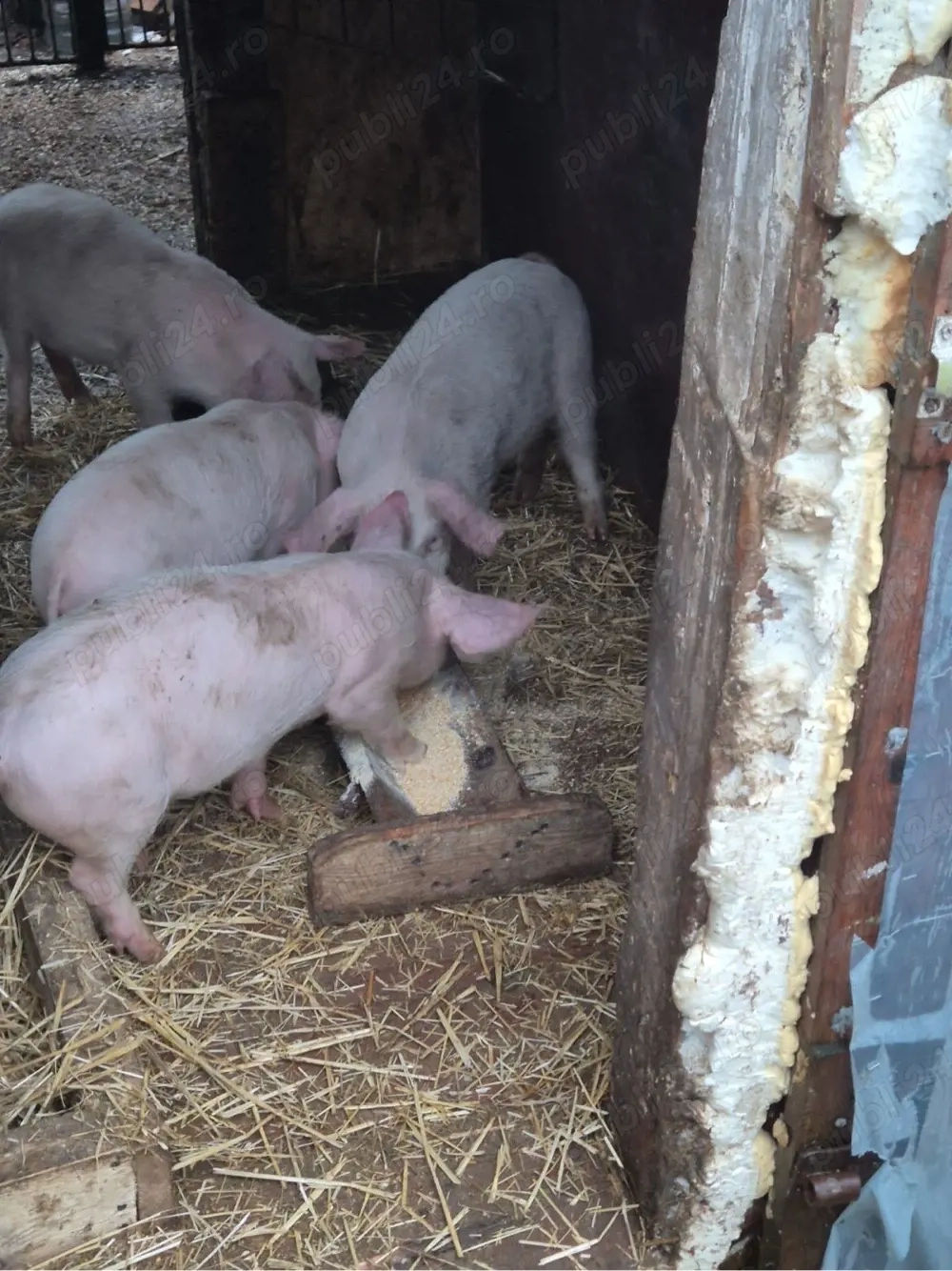 vand purcei 10 saptamani