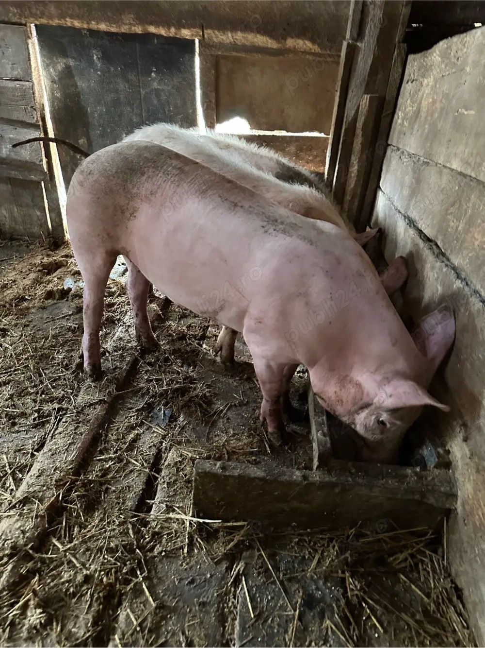 vand soldani 55 65 kg