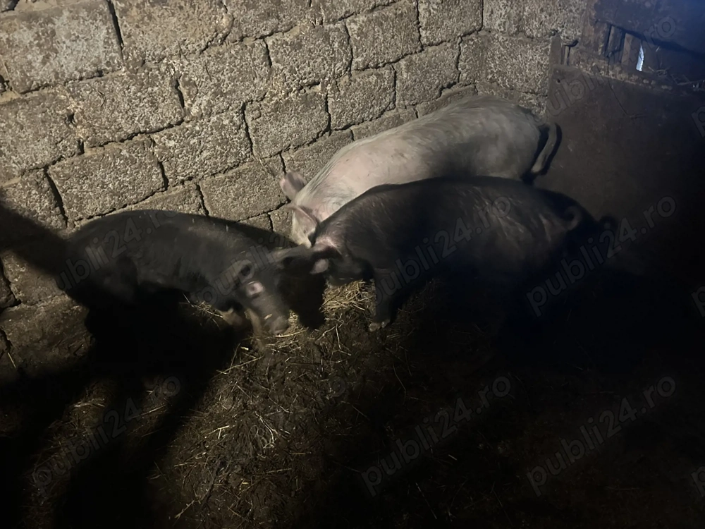 Vand purcei Tarnova Arad