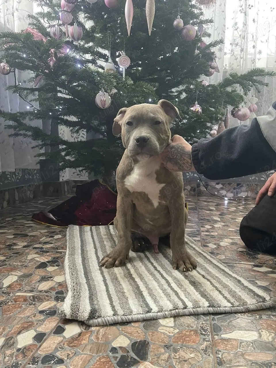 American Bully XL