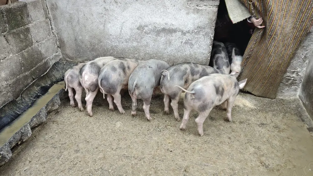 grasuni pietrain de vanzare 