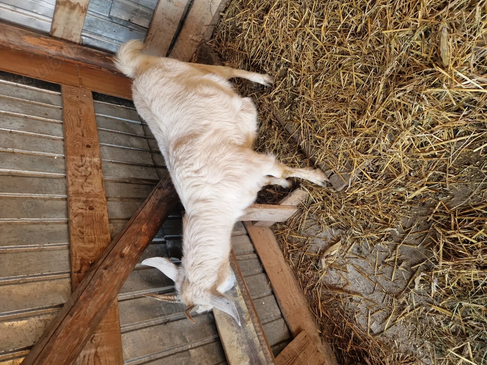 Vand capra .........