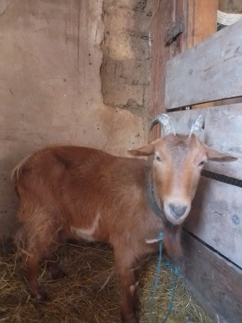 schimb două capre gestante 