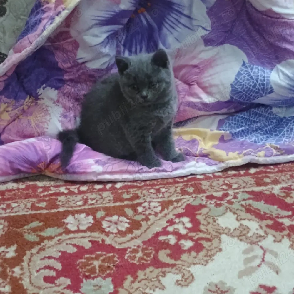 pui British short hair 