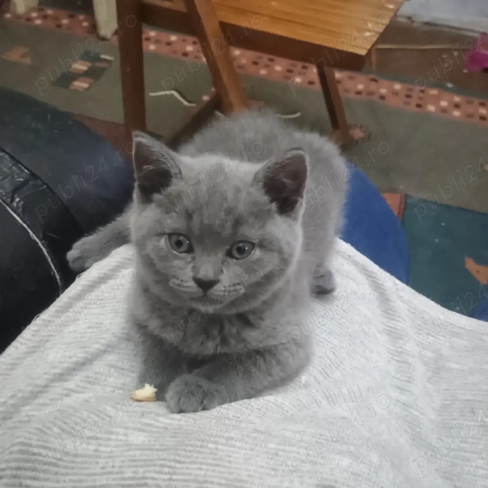 pui British short hair 