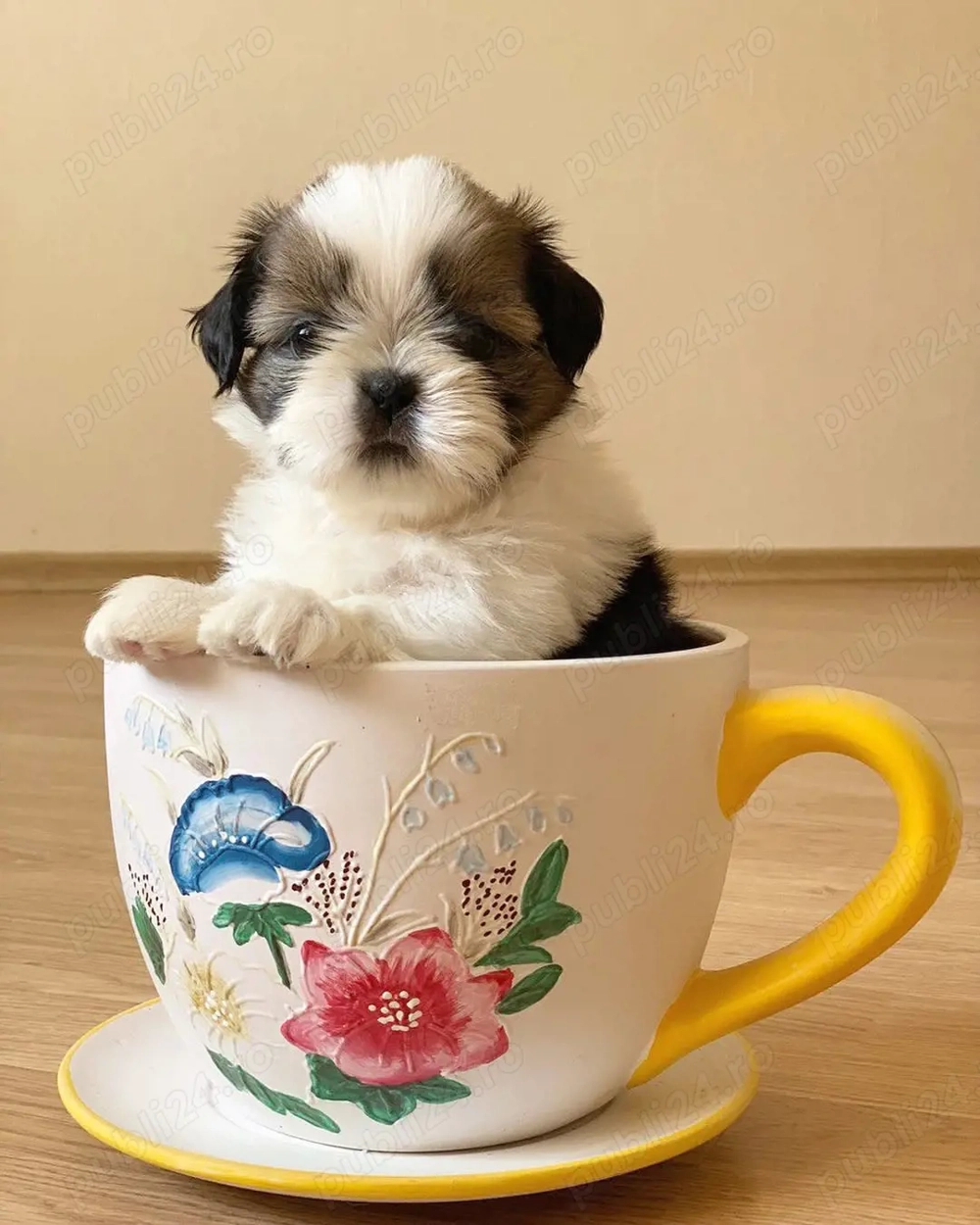 Canisa Autorizată- pui Shih Tzu Rasă Pură,  calitate show