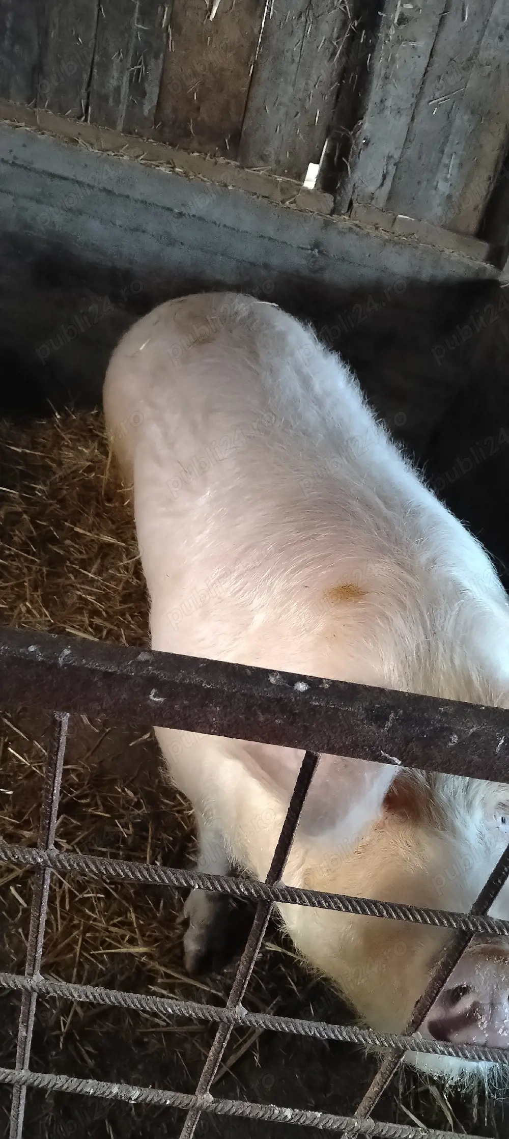 porc mare de vanzare