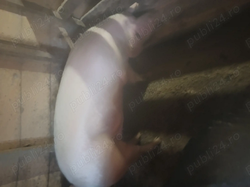 Vand porc 180-190 kg 