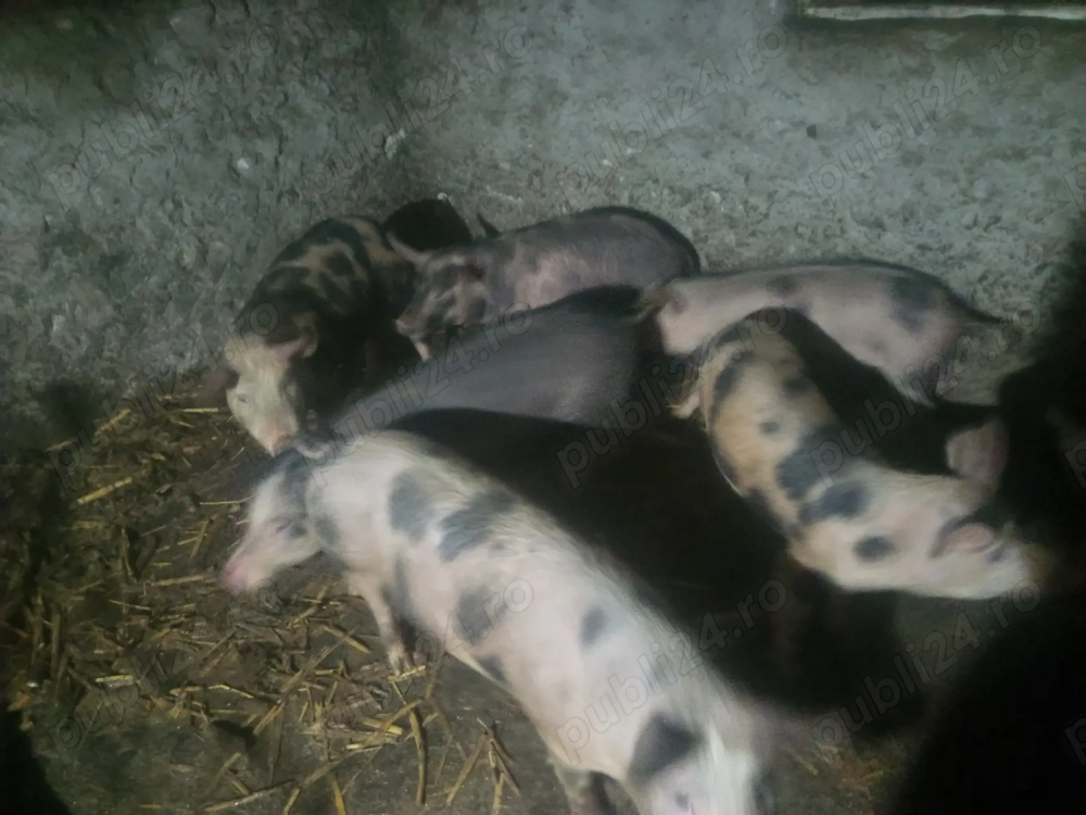 vand sau schimb grasuni