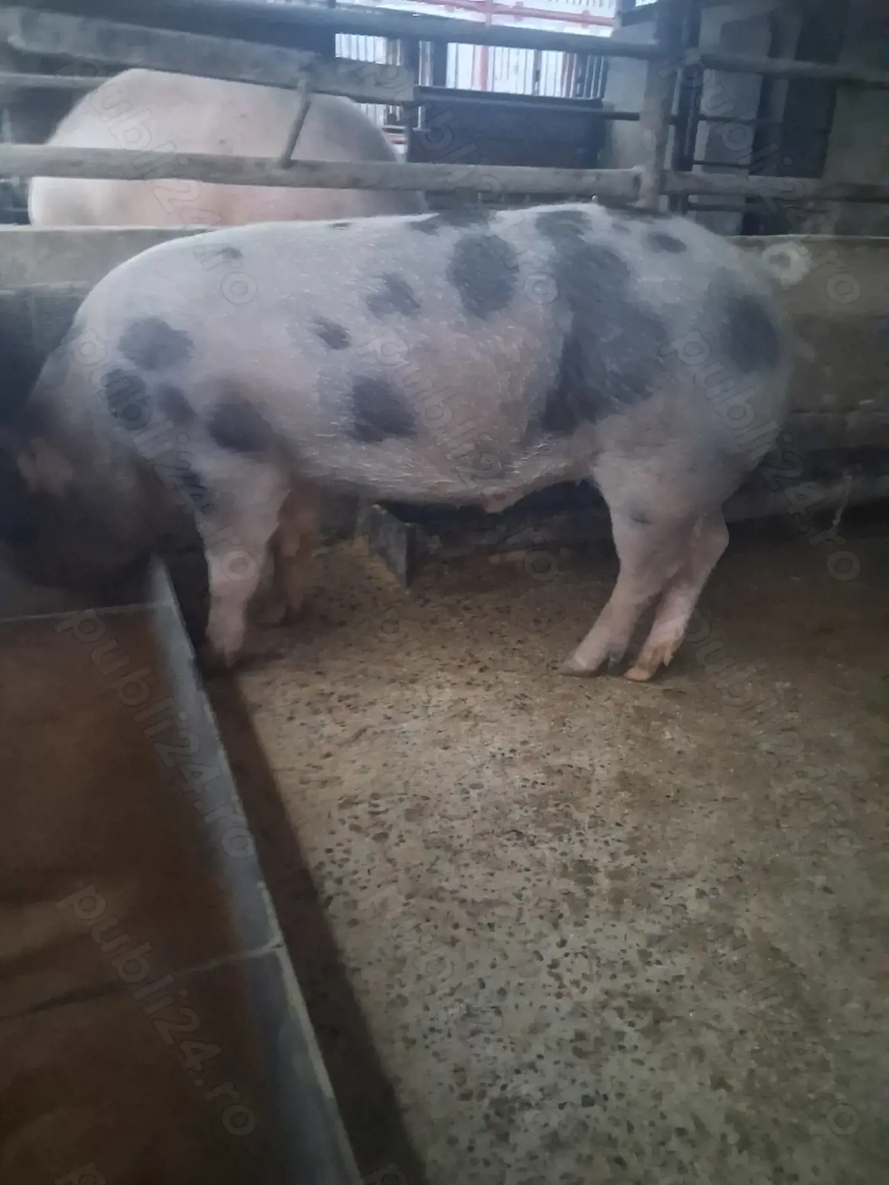 de vânzare mascul 85...90 kg rasă petrean ofer transport 