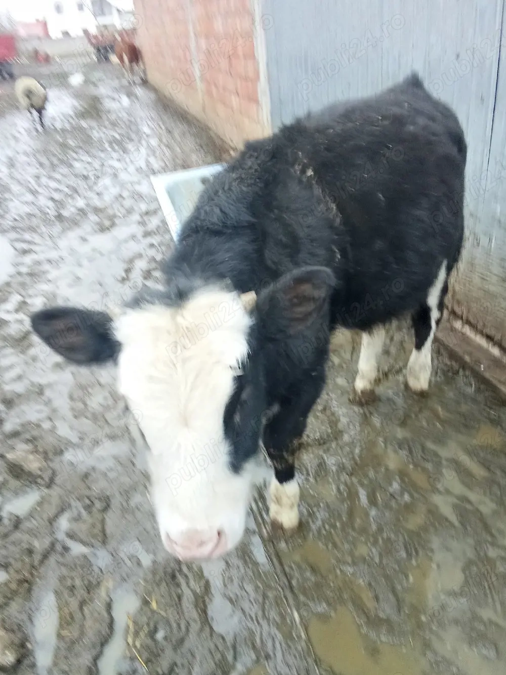 Vând vițel pentru tăiat 