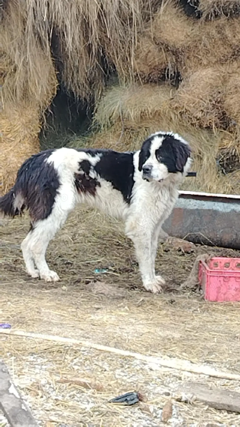 ciobănesc de Bucovina 