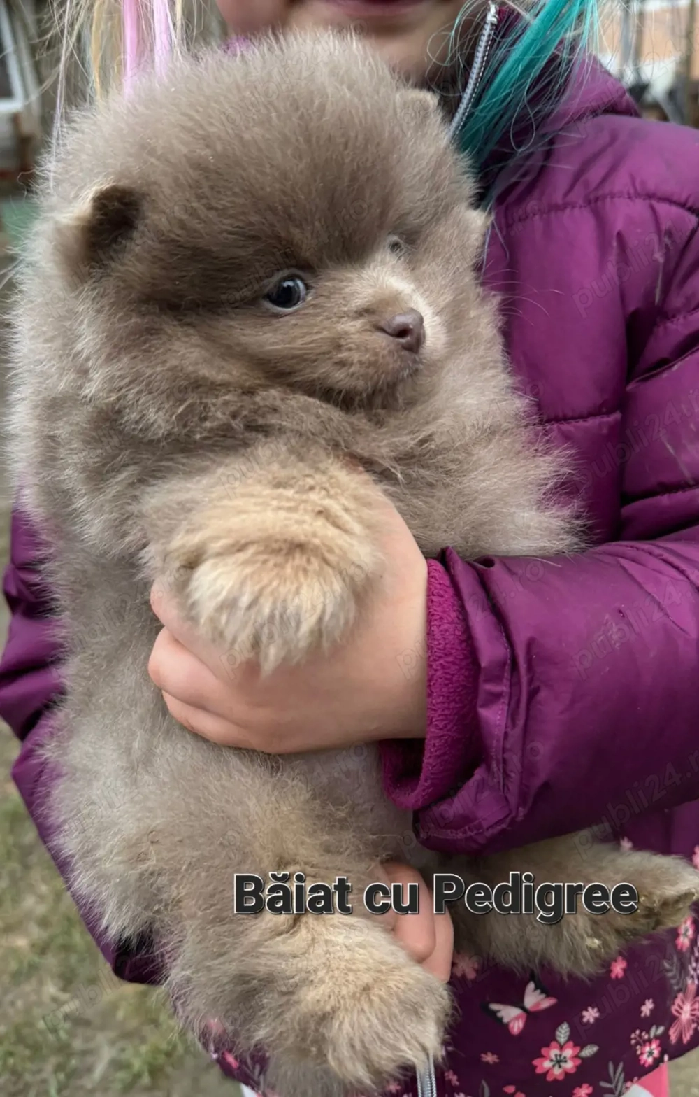 Pomeranian cu pedigree Băiat