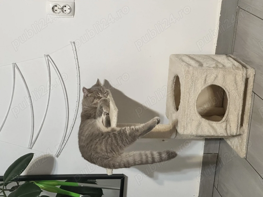 Motan deosebit British Shorthair Capuccino Tigrat.