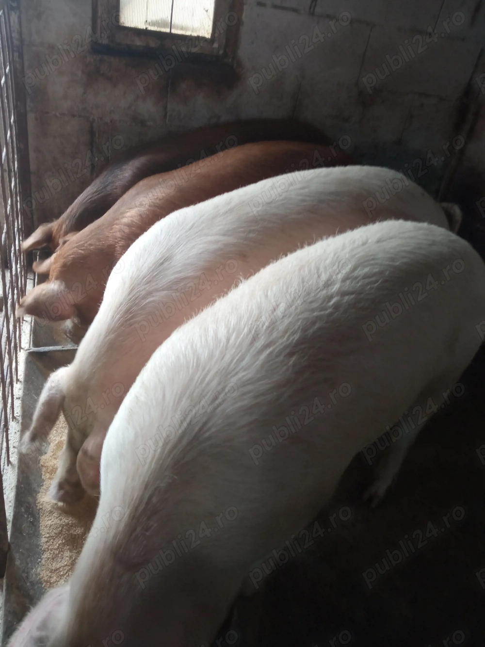 Porci de carne  110 - 140 kg