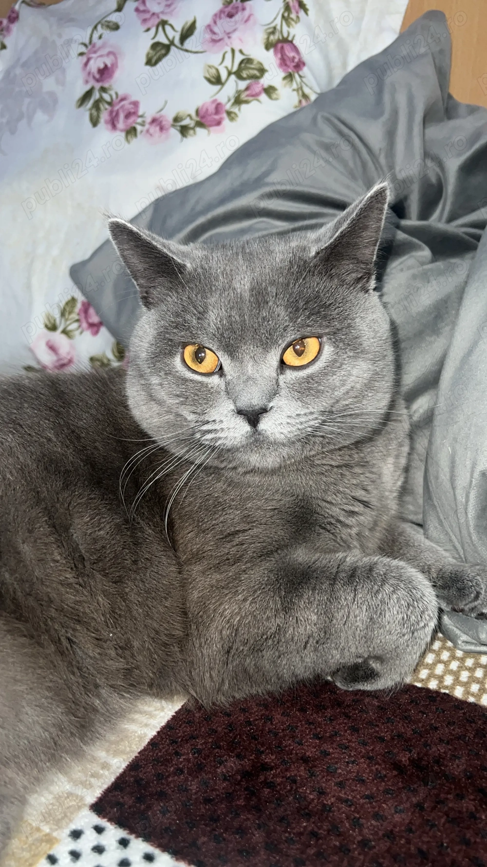 Vind de urgență motan de rasă 