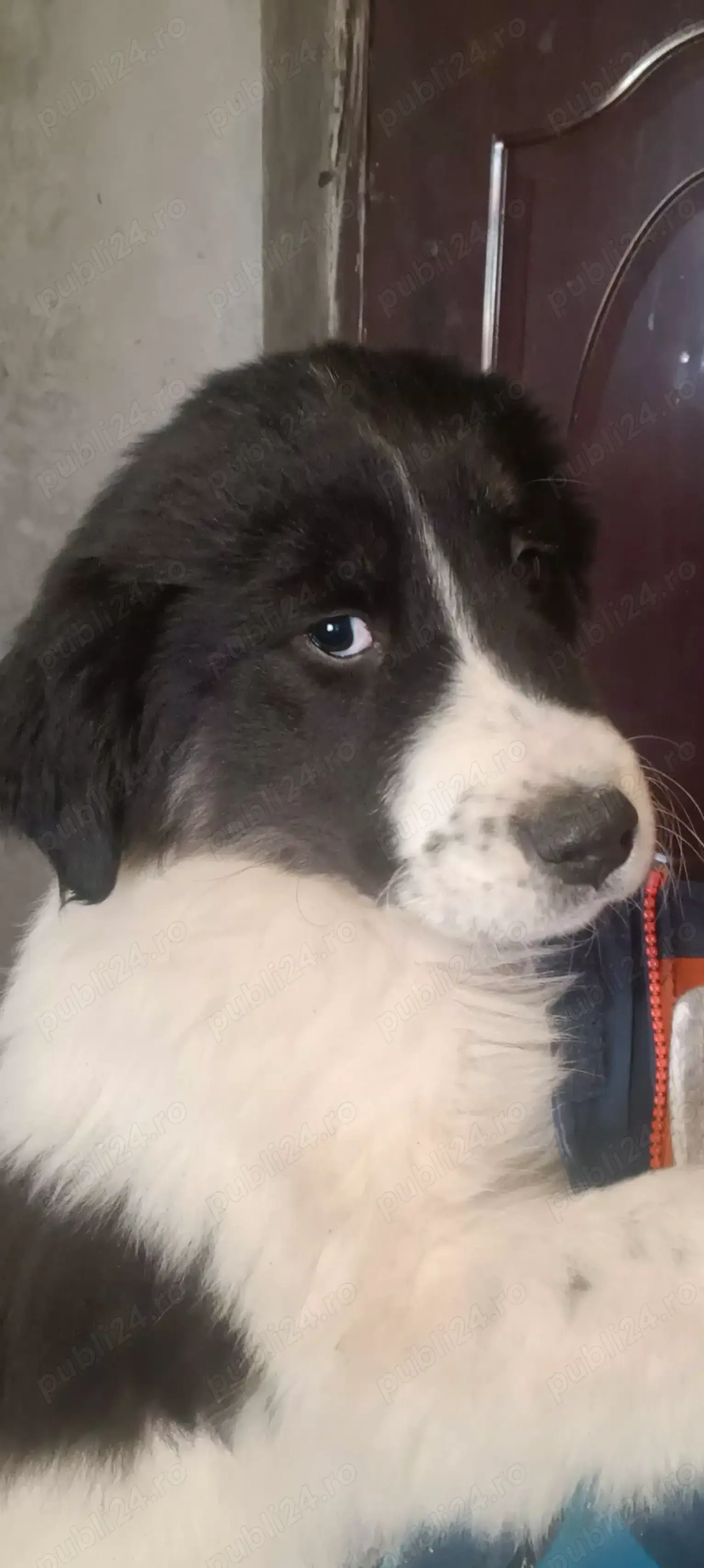 Ciobanesc de Bucovina De Vanzare