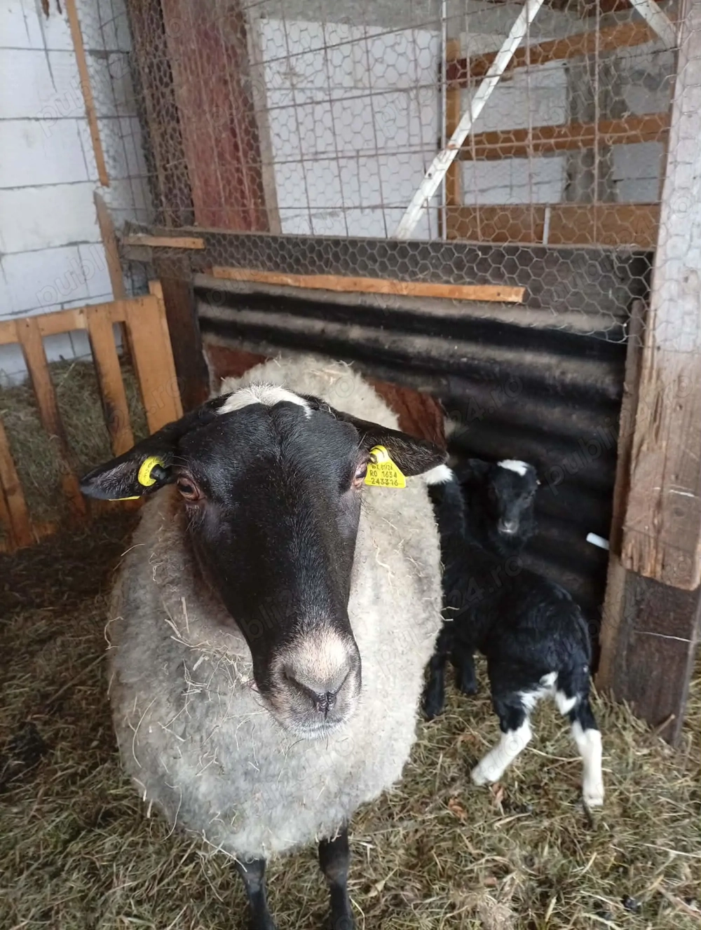 Oi romanov de vanzare