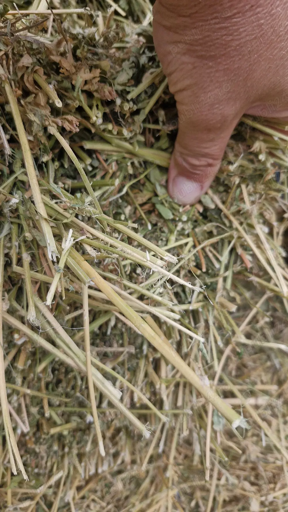 Baloti Lucernă 
