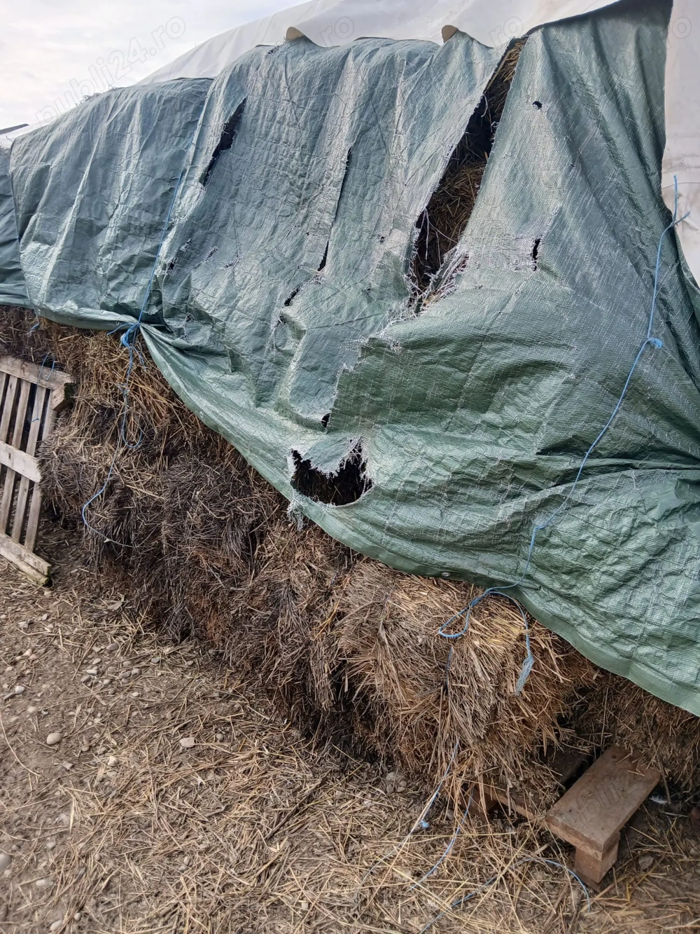 Vând baloți lucernă cu iarba