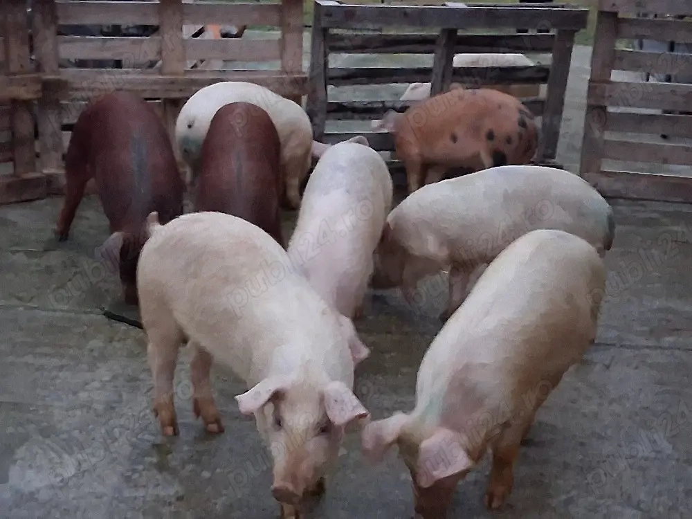 vând soldani Rasa de calitate Marele Alb &Duroc   medie  45 kg (masculi castraţi)