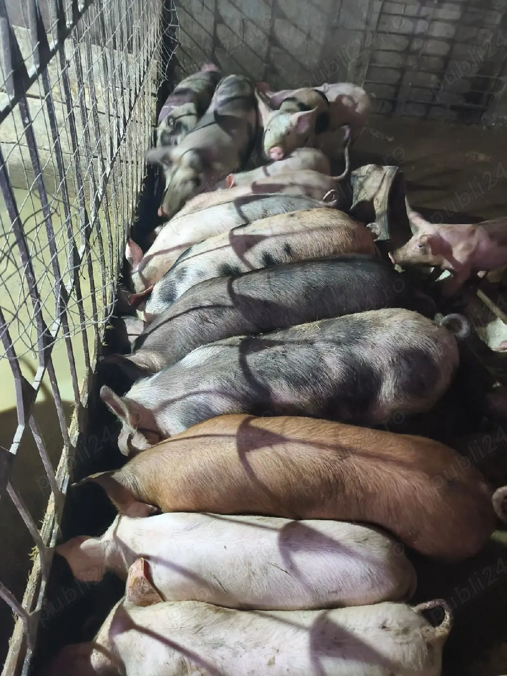 vând 4 purcele însărcinate într-o lună pret negociabil 