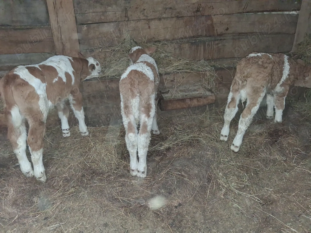 Vand 3 taurasi baltati