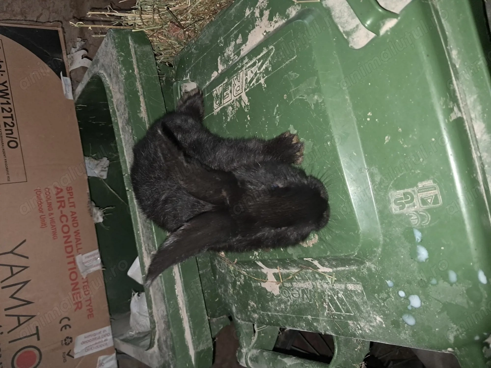 iepurasi urias german cu janet