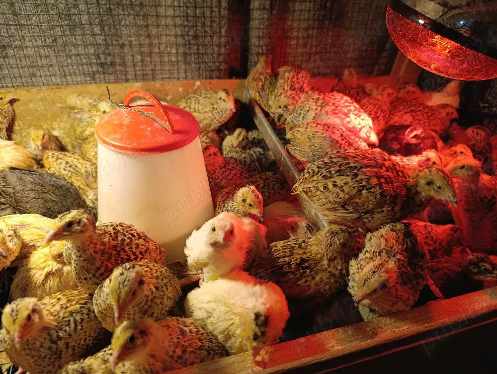 Prepelite Jumbo Gold