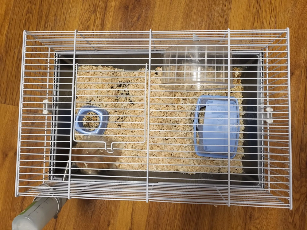 Hamster sirian de vanzare