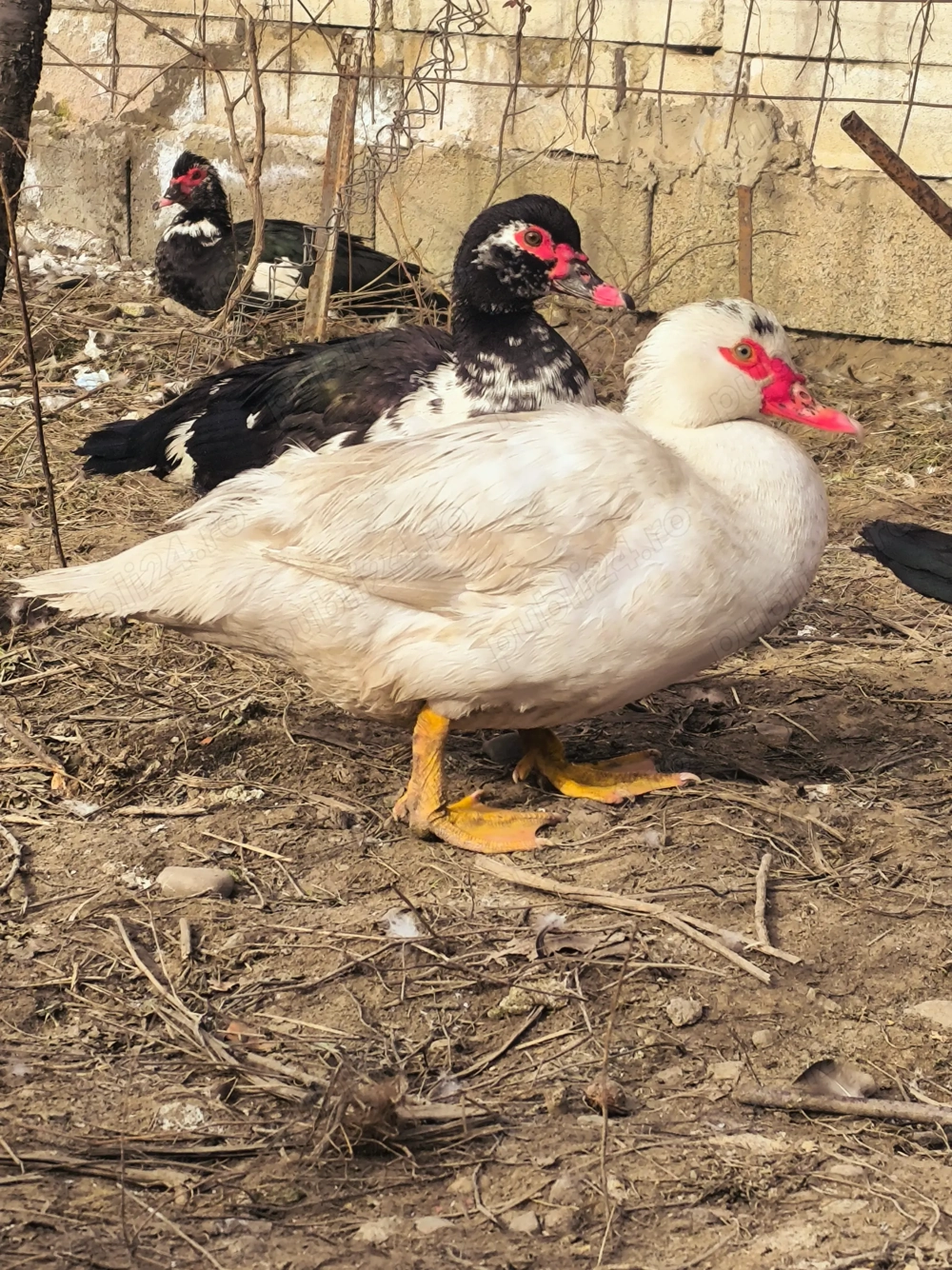 Rațe  leșești ( mute)