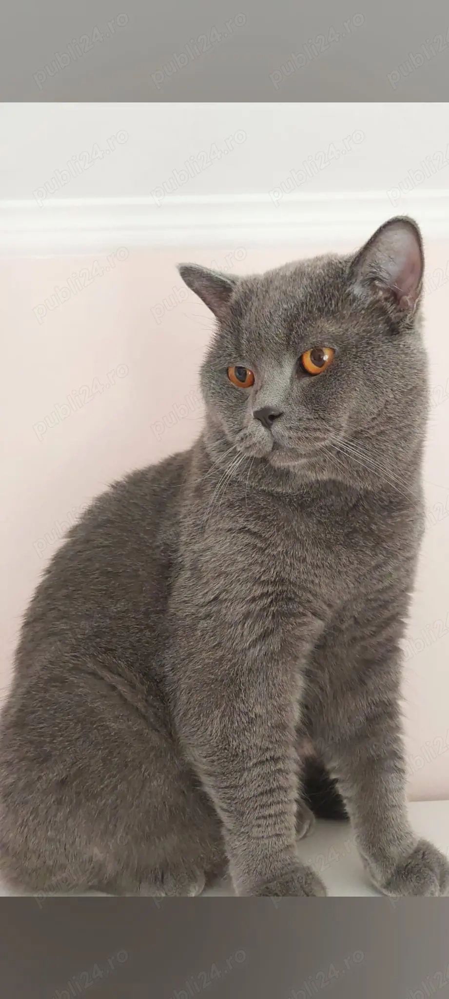 Motan British shorthair blue 